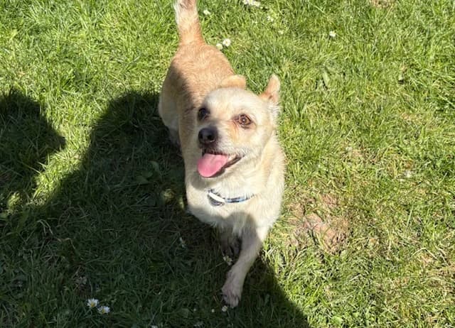 JOSETTE PAA24203, female young Mixed Breed for adoption at SPA Plaisir, Plaisir