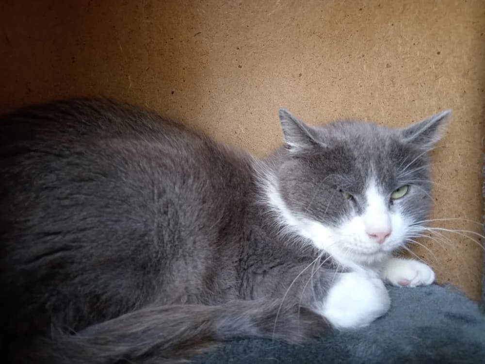 OSCAR, male senior Mixed Breed for adoption at SPA Plaisir, Plaisir