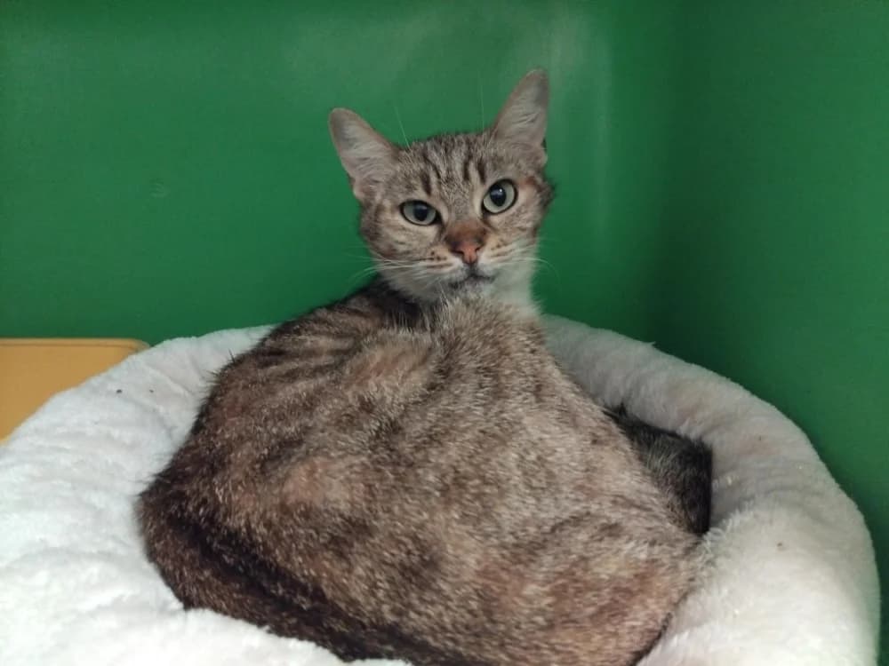 LILAS PAB28721, female senior Mixed Breed for adoption at SPA Plaisir, Plaisir