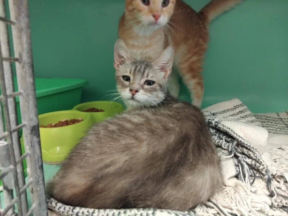 AUTEUIL PAB28713, male young Mixed Breed for adoption at SPA Plaisir, Plaisir