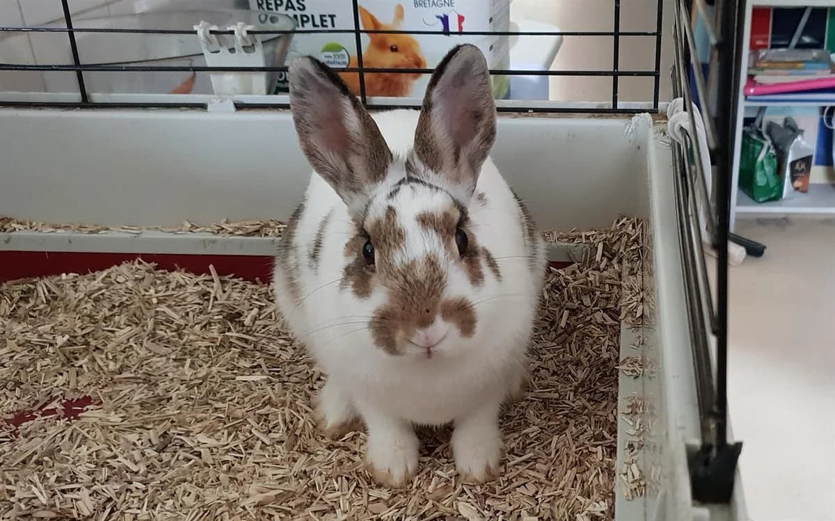 ORNELLA PAC1354, female Mixed Breed for adoption at SPA Plaisir, Plaisir