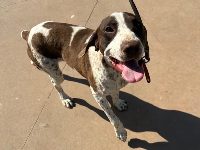 BUNNY PAA24207, male young Pointer for adoption at SPA Plaisir, Plaisir