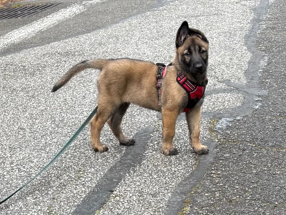 Hubert, male puppy Belgian Malinois for adoption at SPA Plaisir, Plaisir