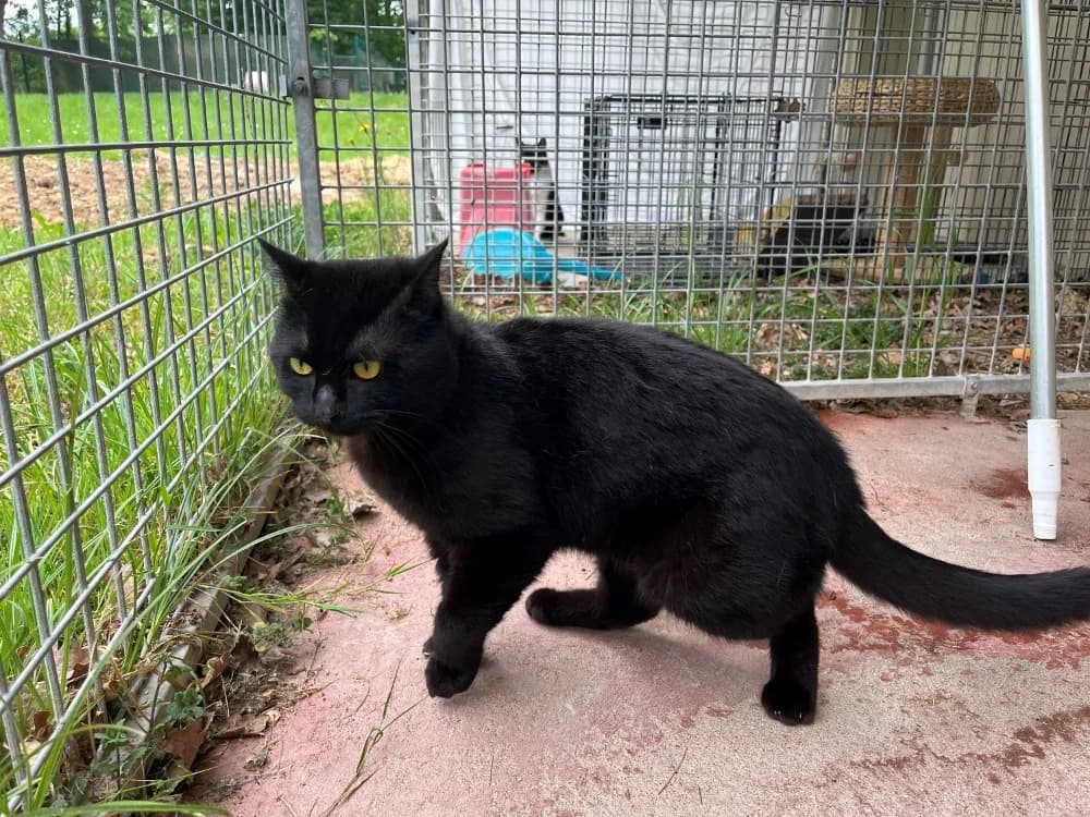 ICELAND PAB28731, male young Mixed Breed for adoption at SPA Plaisir, Plaisir