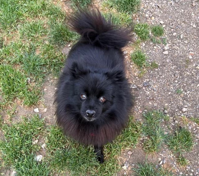 ADELA PAA24209 (vrai nom : Nala), female senior mixed breed for adoption at SPA Plaisir, Plaisir