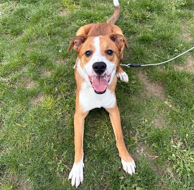 Alpha, male mixed breed for adoption at SPA Plaisir, Plaisir