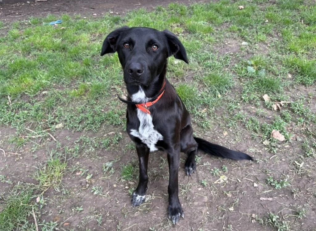 ATLAS PAA24212, male young Border Collie for adoption at SPA Plaisir, Plaisir