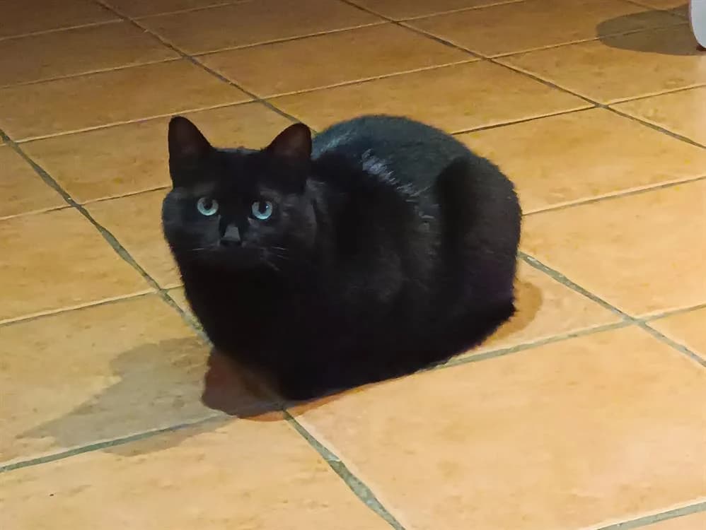 Nova, female young Mixed Breed for adoption at SPA Plaisir, Plaisir
