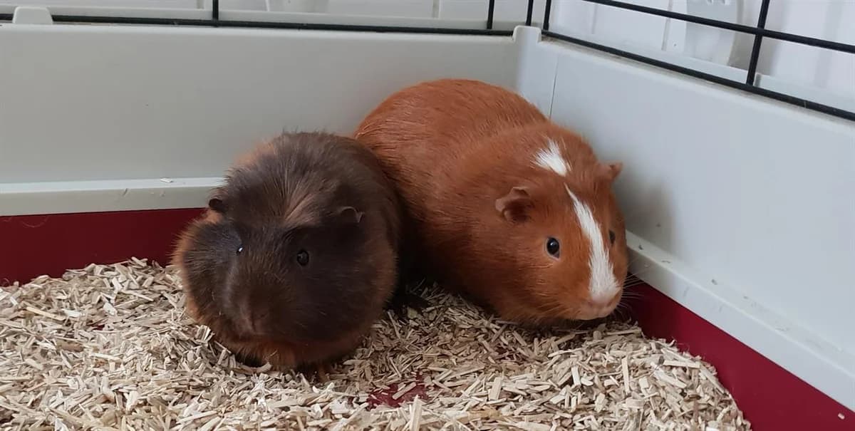 ROSIE PAC1355 EN DUO AVEC SUZIE, female Mixed Breed for adoption at SPA Plaisir, Plaisir