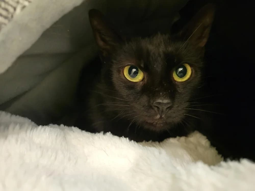 PASSY, female 5yo Mixed Breed for adoption at SPA Plaisir, Plaisir