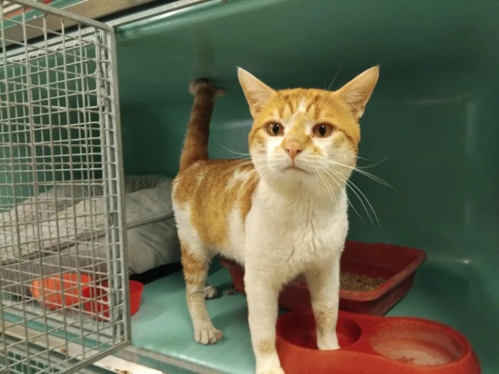 JAY, male 5yo Mixed Breed for adoption at SPA Plaisir, Plaisir