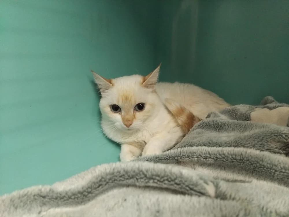 ROSÉ, female 7yo Mixed Breed for adoption at SPA Plaisir, Plaisir