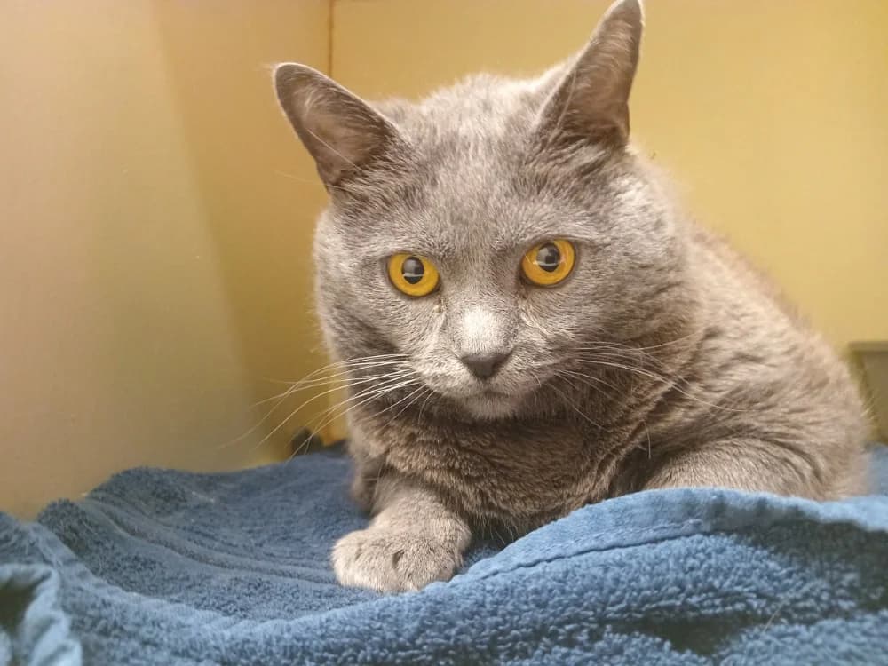 NOUMEA, female senior Mixed Breed for adoption at SPA Plaisir, Plaisir