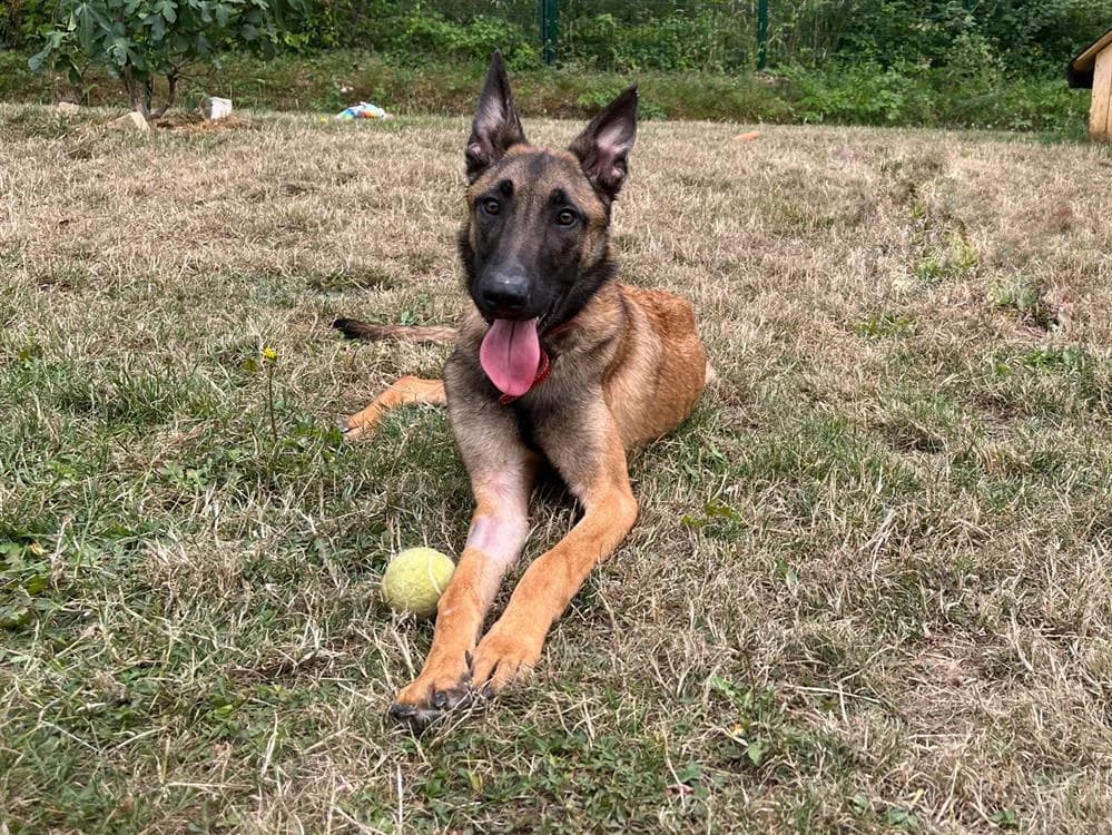 TWIX, male 4yo Belgian Malinois for adoption at SPA Plaisir, Plaisir