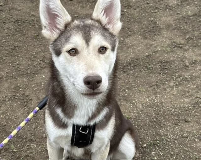 AIKO, male Husky for adoption at SPA Plaisir, Plaisir