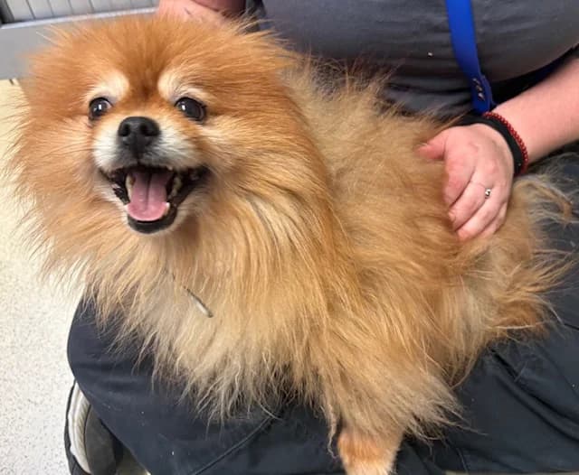 SYMBA, male 6yo mixed breed for adoption at SPA Plaisir, Plaisir