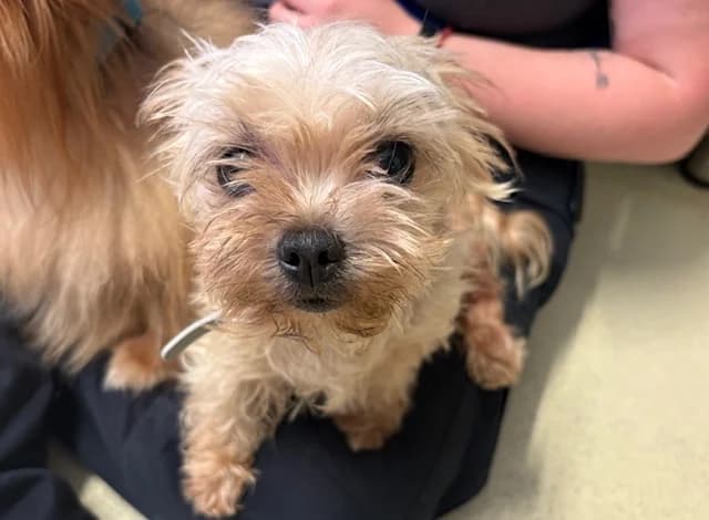 KYLIE DITE KIKI, female senior Yorkshire Terrier for adoption at SPA Plaisir, Plaisir