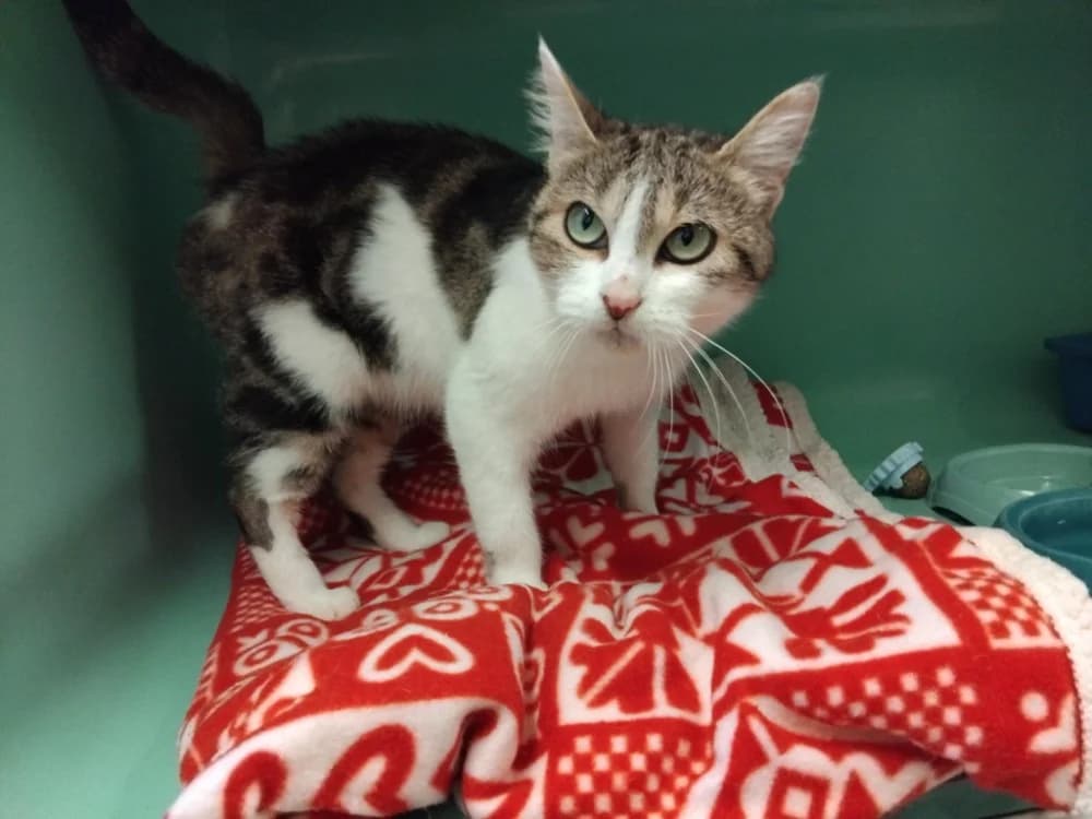 PAB28806 LEYA, female Mixed Breed for adoption at SPA Plaisir, Plaisir