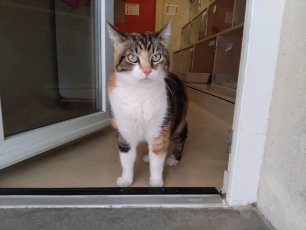 MOLLY, female 5yo Mixed Breed for adoption at SPA Plaisir, Plaisir