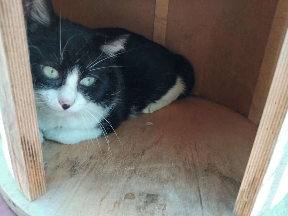 SCOTLAND, male young Mixed Breed for adoption at SPA Plaisir, Plaisir