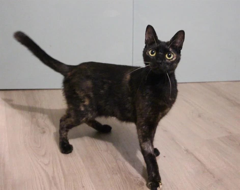 ANGELE, female young Mixed Breed for adoption at SPA Plaisir, Plaisir