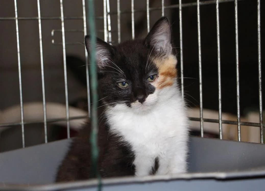 MARQUISE, female Mixed Breed for adoption at SPA Plaisir, Plaisir