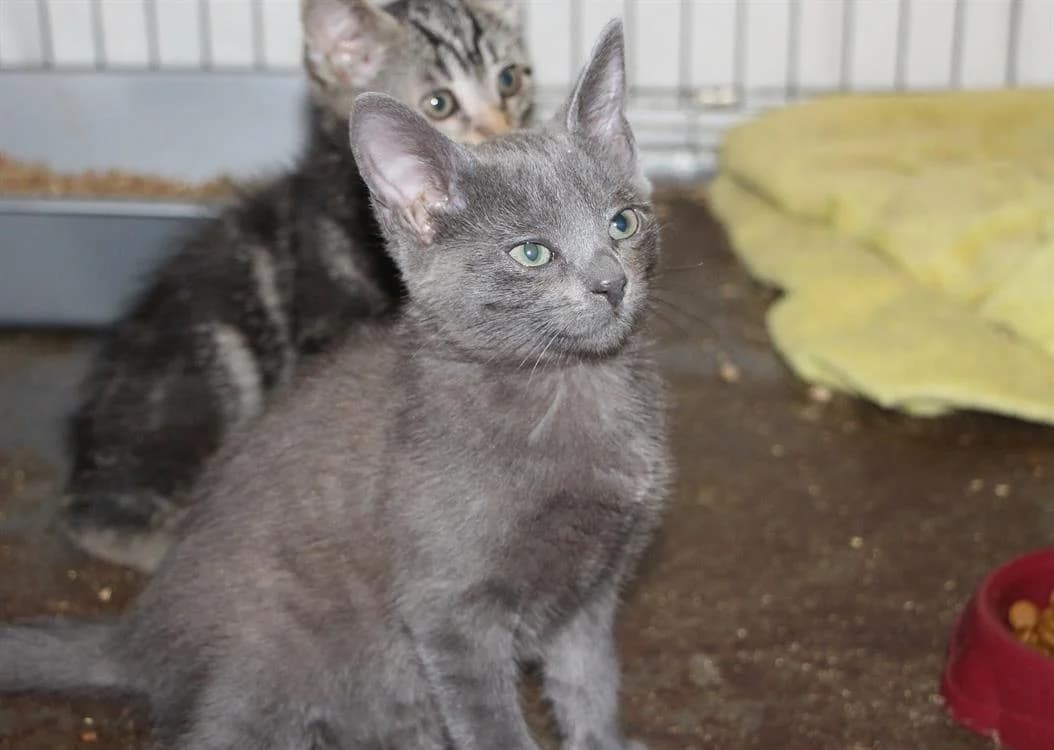 BRUME, female Mixed Breed for adoption at SPA Plaisir, Plaisir