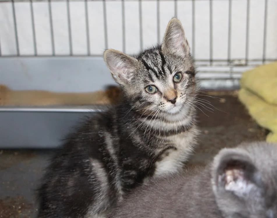 FIGARO, male puppy Mixed Breed for adoption at SPA Plaisir, Plaisir