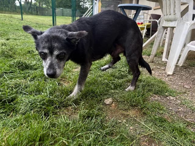 FENOUIL, male senior mixed breed for adoption at SPA Plaisir, Plaisir