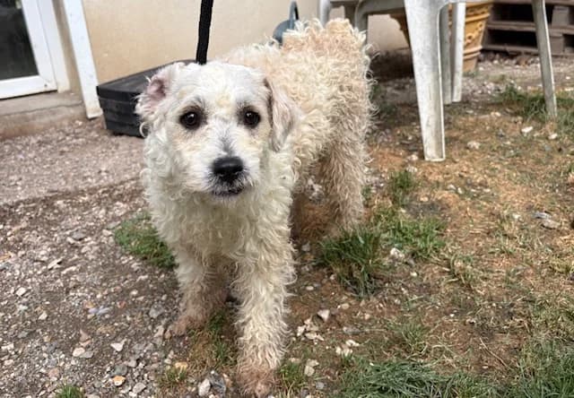 SOJA, male 4yo Poodle for adoption at SPA Plaisir, Plaisir