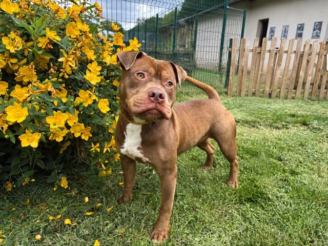 RADIS, male young mixed breed for adoption at SPA Plaisir, Plaisir