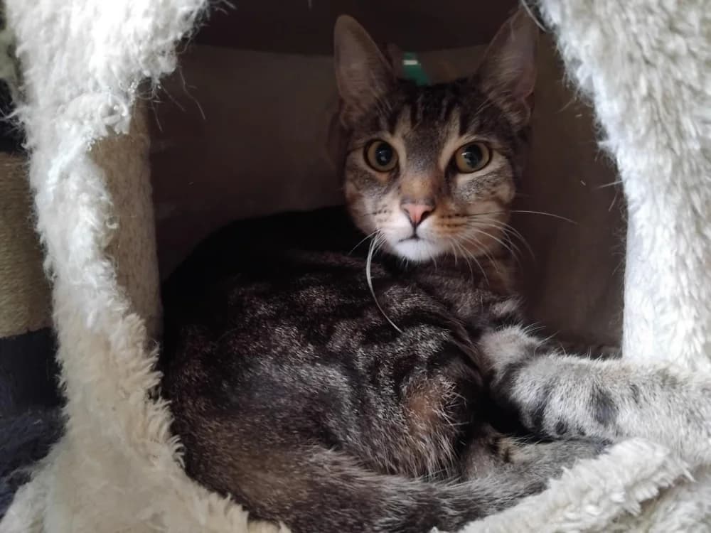 PAB28673 Tagada, female young Mixed Breed for adoption at SPA Plaisir, Plaisir