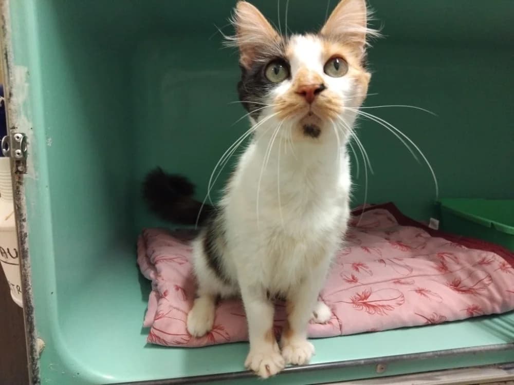 LAMBADA, female 6yo Mixed Breed for adoption at SPA Plaisir, Plaisir