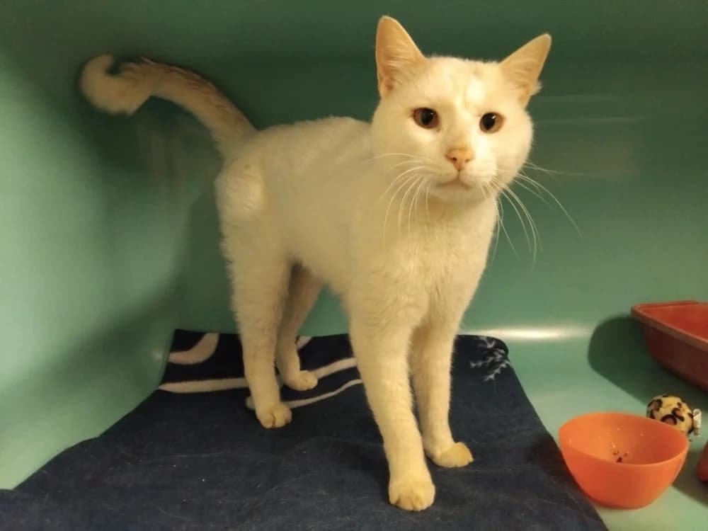 SNOW, male 3yo Mixed Breed for adoption at SPA Plaisir, Plaisir
