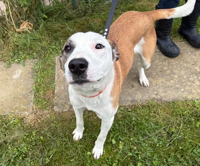 gincko, male young Mixed Breed for adoption at SPA Plaisir, Plaisir