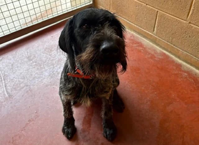 VENUS, female young mixed breed for adoption at SPA Plaisir, Plaisir
