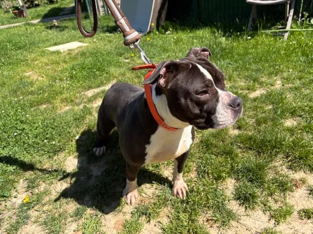 VIVI, female young American Staffordshire Terrier for adoption at SPA Plaisir, Plaisir