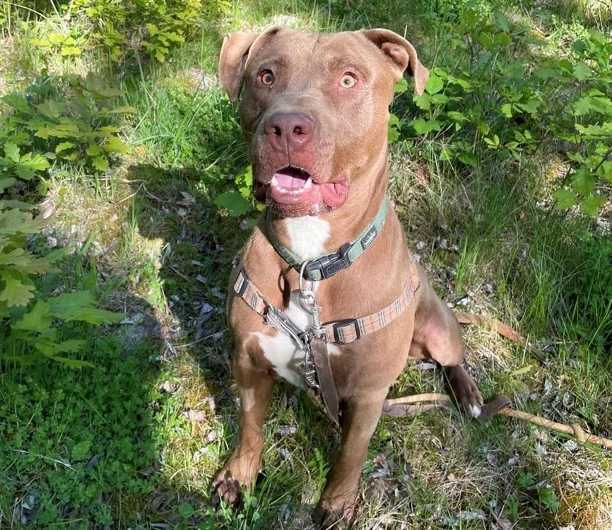 Roby, male young Mixed Breed for adoption at SPA Plaisir, Plaisir