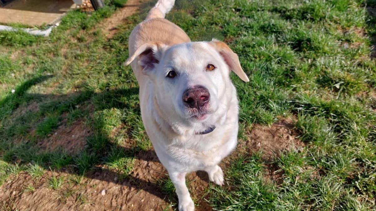 NINON, male 7yo mixed breed for adoption at SPA Plaisir, Plaisir