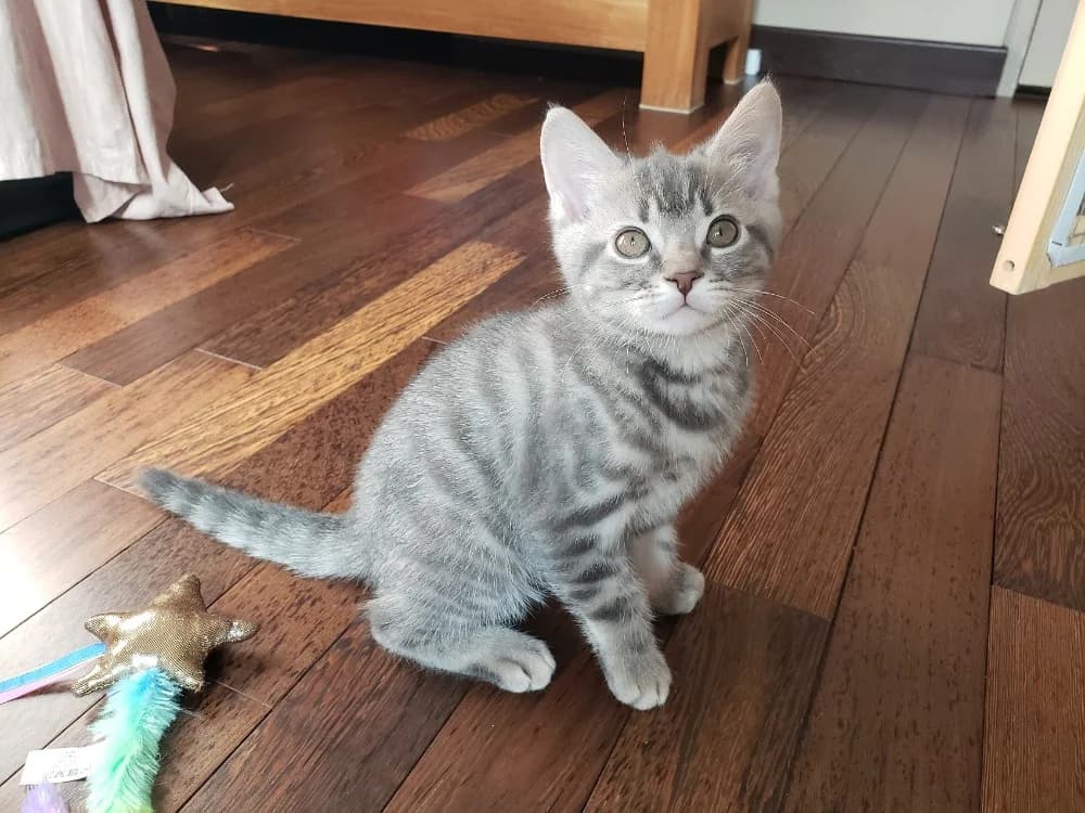 BAHAMAS, male Mixed Breed for adoption at SPA Plaisir, Plaisir