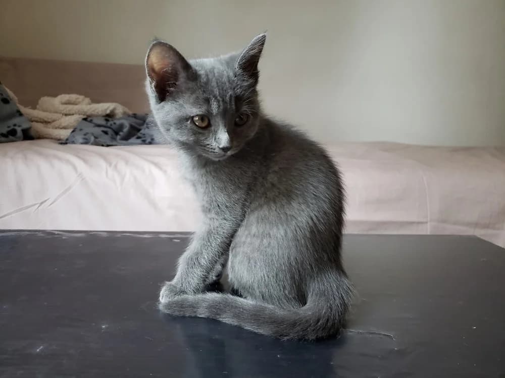 BROOKLYN, female Mixed Breed for adoption at SPA Plaisir, Plaisir