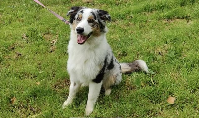POTTER, male puppy Australian Shepherd for adoption at SPA Plaisir, Plaisir