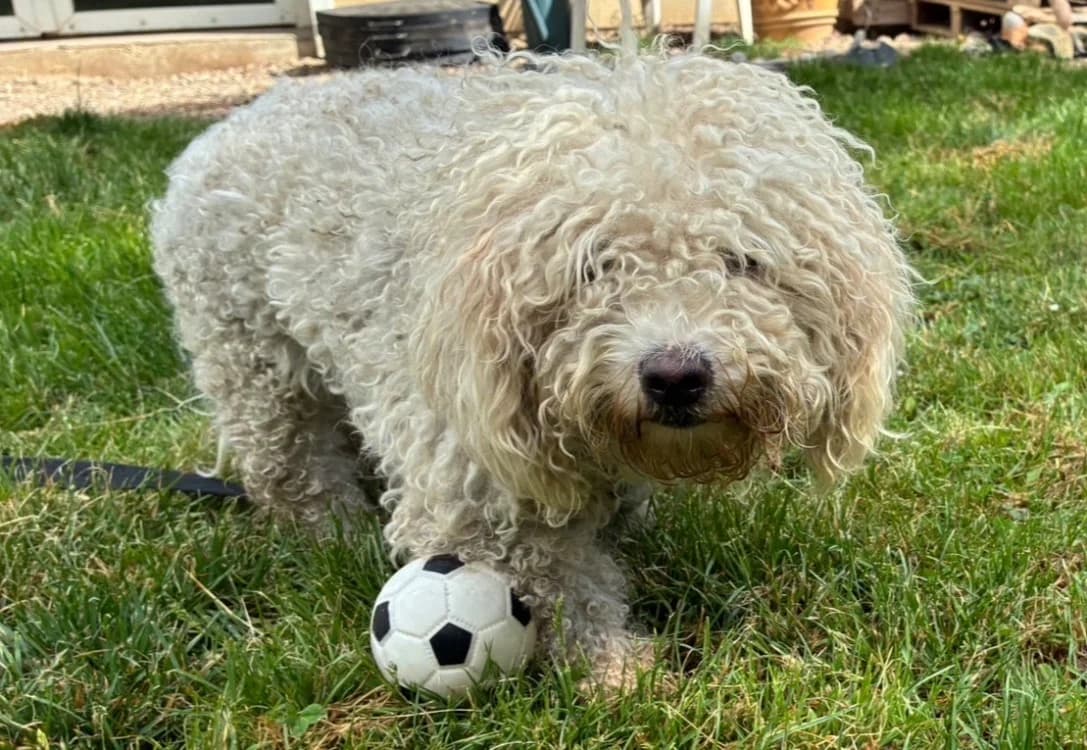 SANDY, female 3yo mixed breed for adoption at SPA Plaisir, Plaisir