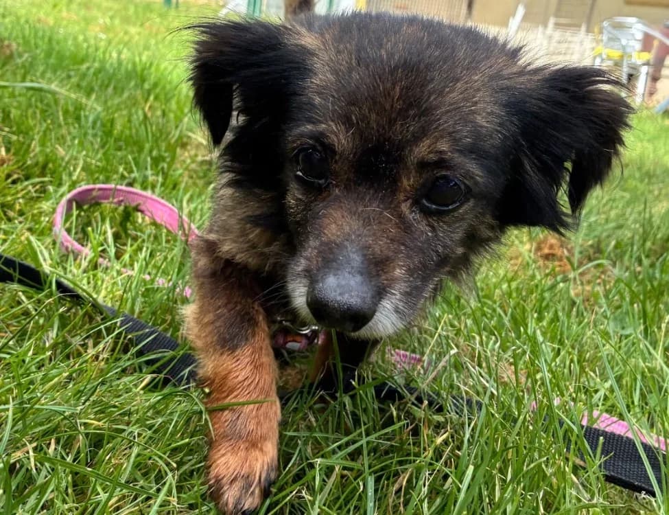 BELLA, female senior Papillon for adoption at SPA Plaisir, Plaisir