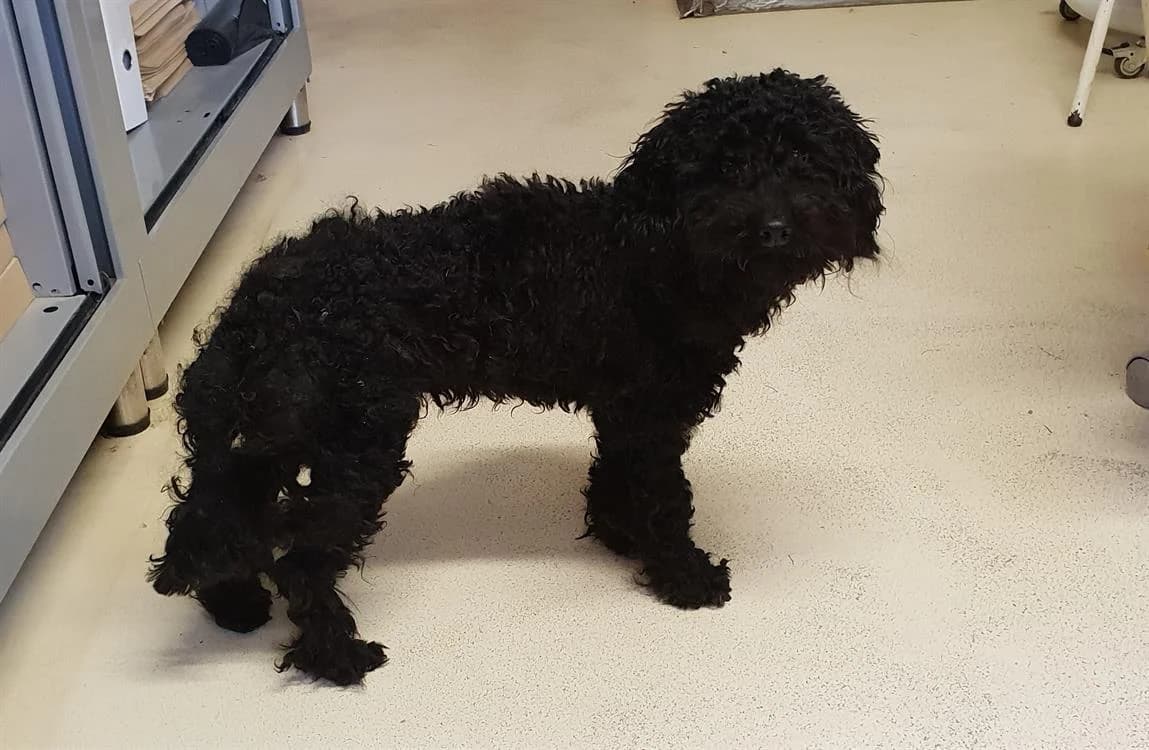 ELIOTT, male young Poodle for adoption at SPA Plaisir, Plaisir