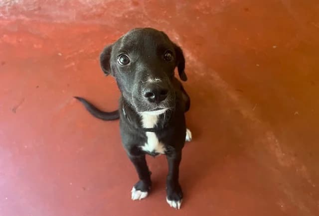 BLUE, female mixed breed for adoption at SPA Plaisir, Plaisir