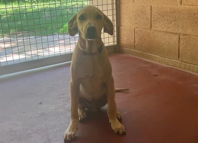 YELLOW, male mixed breed for adoption at SPA Plaisir, Plaisir