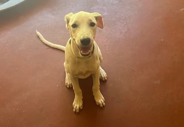 BLANCO, male mixed breed for adoption at SPA Plaisir, Plaisir