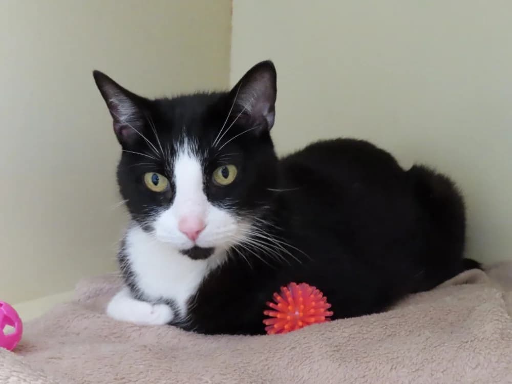 MOBY, male senior Mixed Breed for adoption at SPA Plaisir, Plaisir