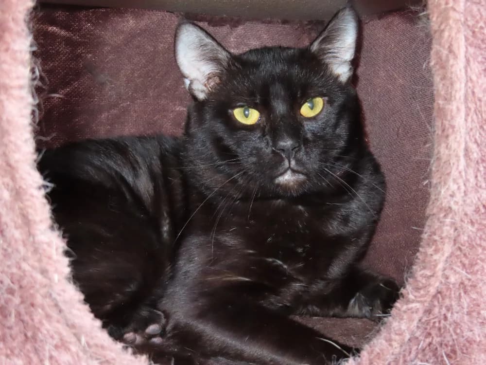 ZOUK, male young Mixed Breed for adoption at SPA Plaisir, Plaisir